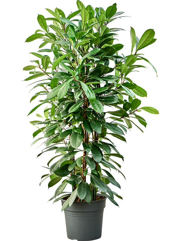
                  
                    Ficus cyathistipula, hauteur 165 cm, pot de culture de 34 cm
                  
                