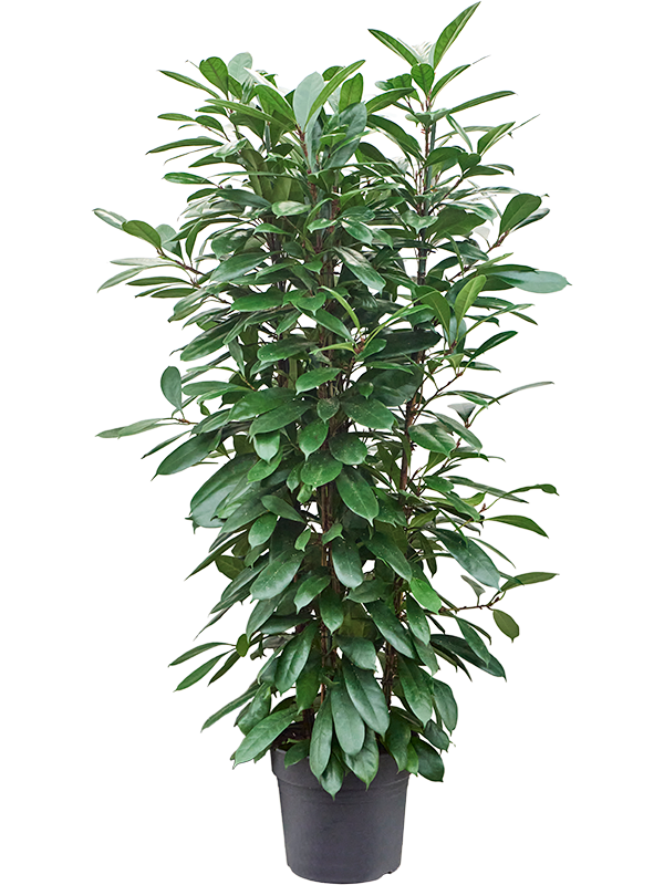 
                  
                    Ficus cyathistipula, hauteur 185 cm, pot de culture de 38 cm
                  
                