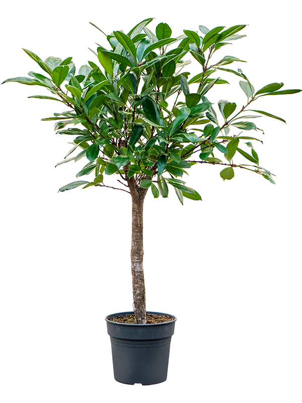 
                  
                    Ficus cyathistipula, hauteur 150 cm, pot de culture de 34 cm
                  
                