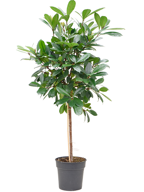 
                  
                    Ficus cyathistipula, hauteur 140 cm, pot de culture de 30 cm
                  
                