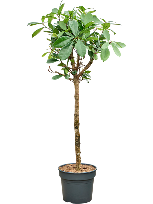 
                  
                    Ficus cyathistipula sur tige, hauteur 180 cm, pot de culture de 38 cm
                  
                