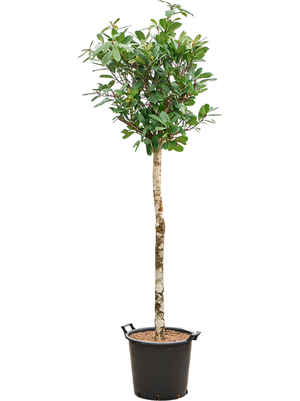 
                  
                    Ficus cyathistipula sur tige, hauteur 220 cm, pot de culture de 45 cm
                  
                