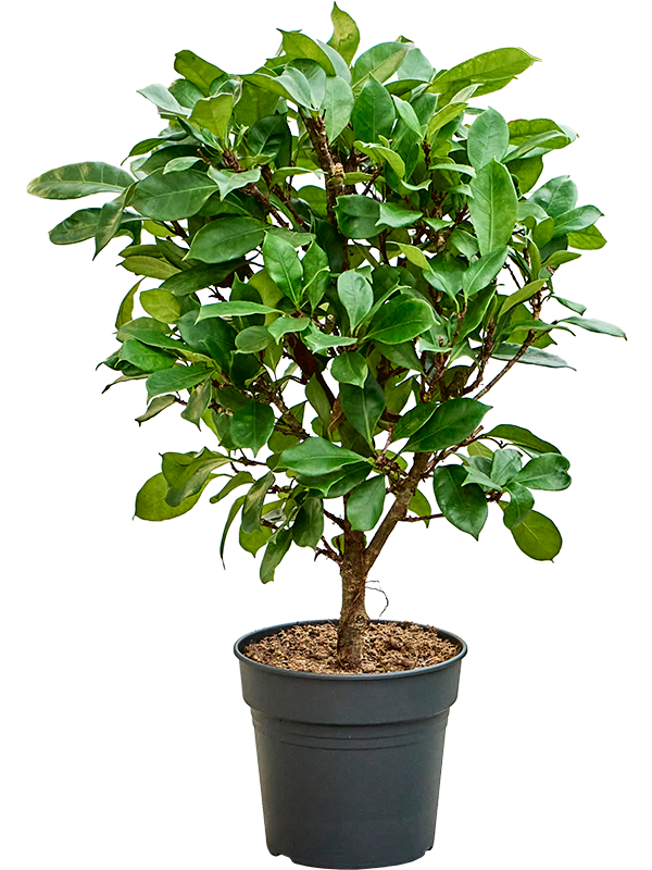 
                  
                    Ficus cyathistipula, hauteur 130 cm, pot de culture de 30 cm
                  
                