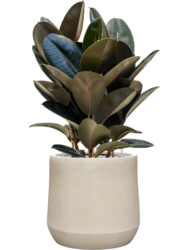 
                  
                    Ficus elastica Abidjan en pot Antwerp Beige, composition prête à installer
                  
                