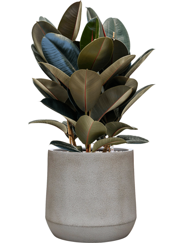 
                  
                    Ficus elastica Abidjan en pot Antwerp Grey Brown, composition prête à installer
                  
                