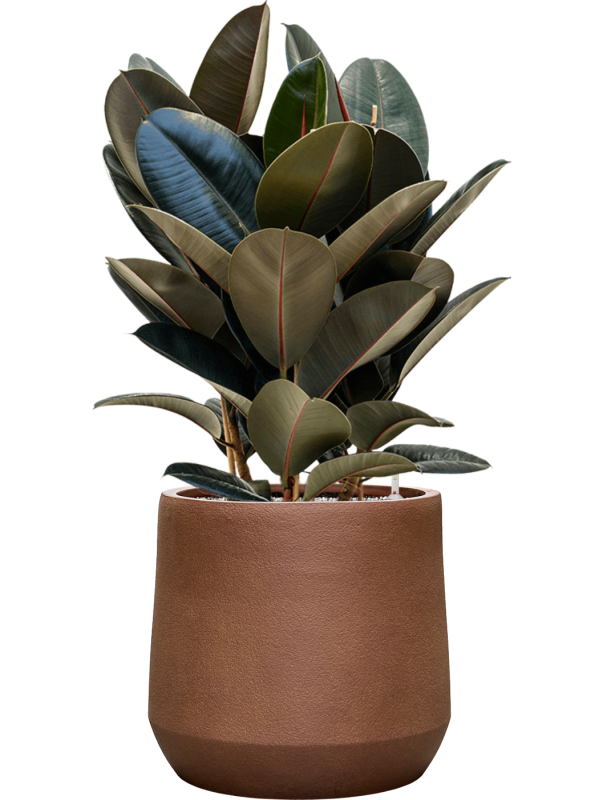 
                  
                    Ficus elastica Abidjan en pot Antwerp Rust, composition prête à installer
                  
                