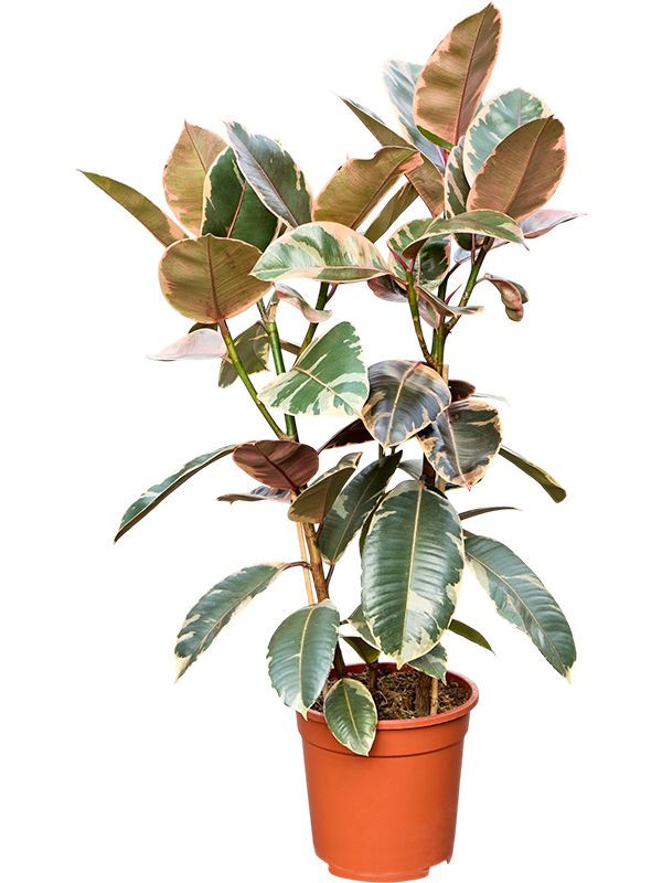 Ficus elastica Belize, feuillage panaché vert, crème et rose — référence 4FIEBBU80