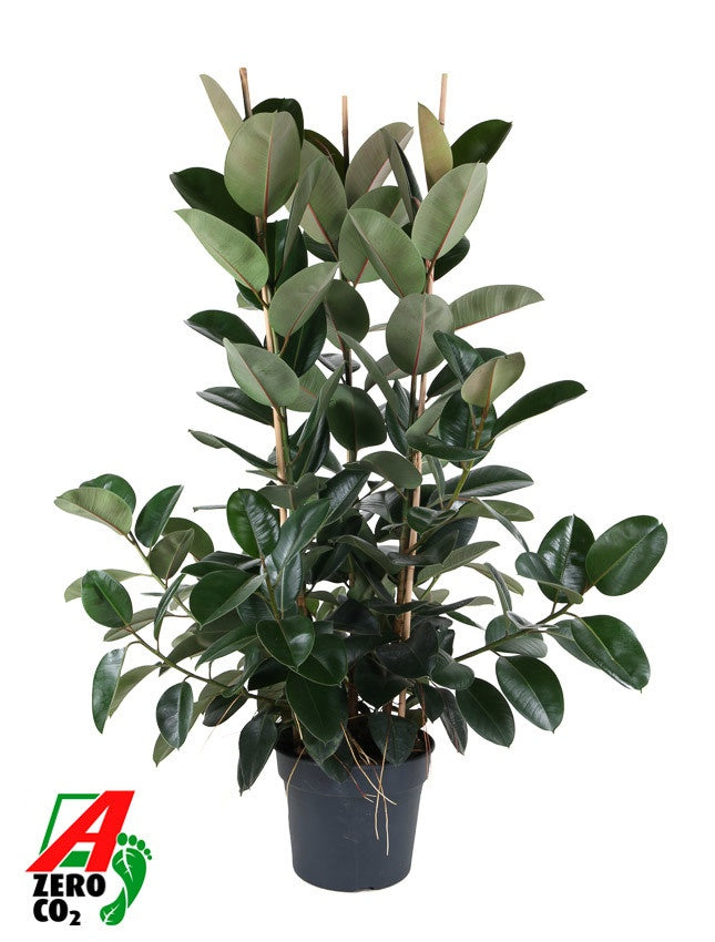 
                  
                    Ficus elastica Robusta ramifié, hauteur 170 cm, pot de culture de 40 cm
                  
                