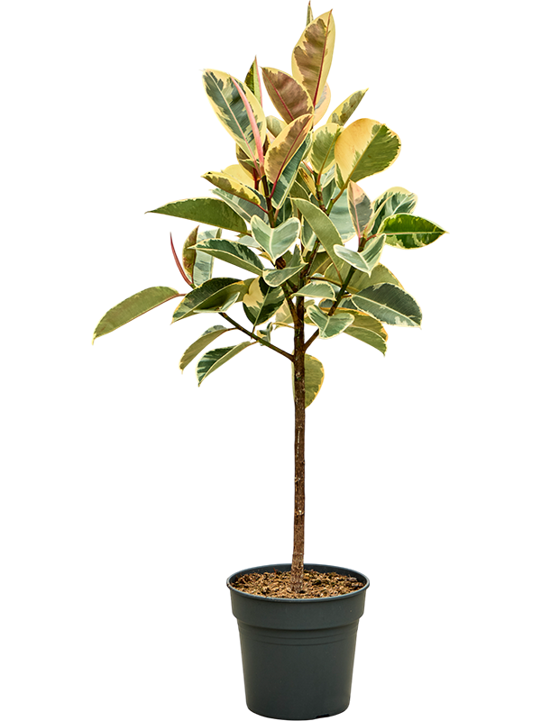 
                  
                    Ficus elastica Tineke, sur tige de 140 cm, feuillage panaché vert et crème — 4FIETRS30
                  
                