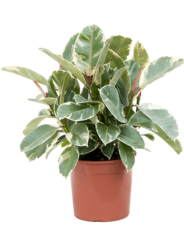 
                  
                    Ficus elastica Tineke, buisson de 55 cm, feuillage panaché vert et crème — 4FIETBU21
                  
                