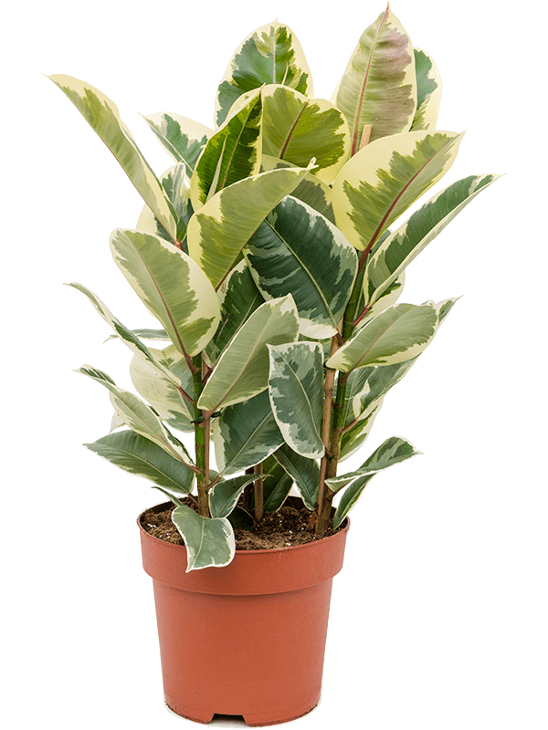 
                  
                    Ficus elastica Tineke, touffe de 90 cm, feuillage panaché vert et crème — 4FIETTU24
                  
                