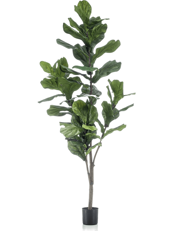 
                  
                    Ficus lyrata artificiel 150 cm — Emerald Eternal Green — référence 8EE423119
                  
                