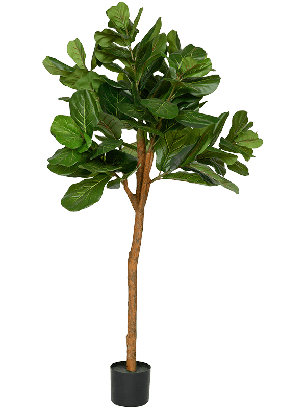 
                  
                    Ficus lyrata artificiel 150 cm — Pottery Pots — référence 8PPZ10055
                  
                