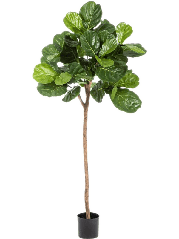 
                  
                    Ficus lyrata artificiel 170 cm — Flora World — référence 8FW33906N
                  
                