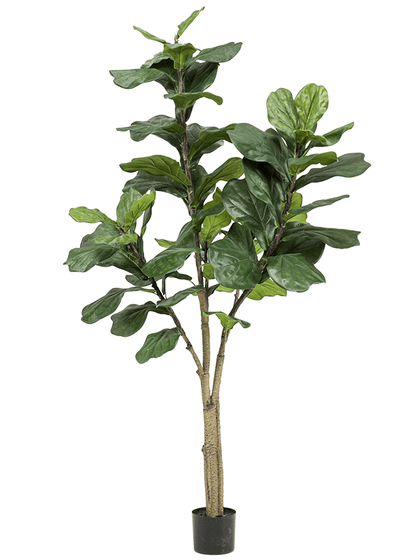 
                  
                    Ficus lyrata artificiel 180 cm — Emerald Eternal Green — référence 8EE423120
                  
                