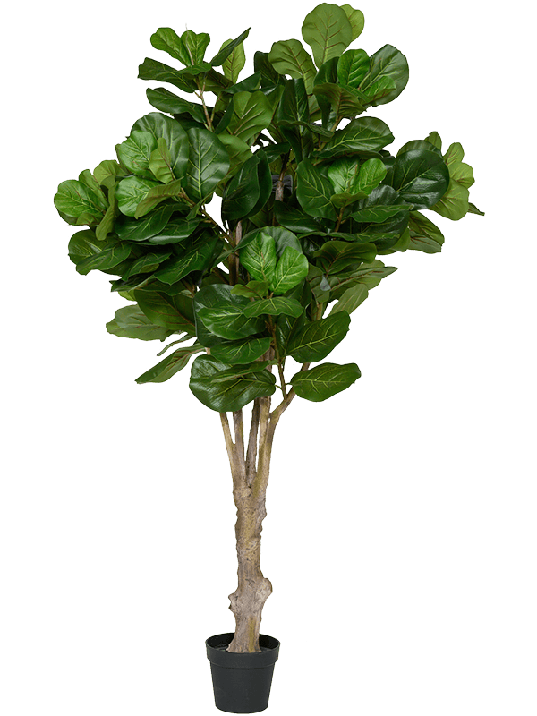 
                  
                    Ficus lyrata artificiel 180 cm — Pottery Pots — référence 8PPZ10058
                  
                