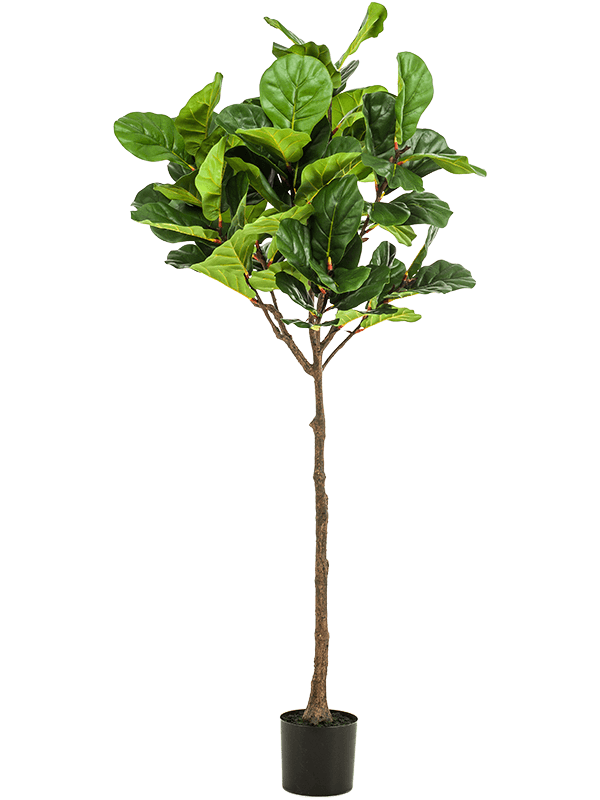 
                  
                    Ficus lyrata artificiel 195 cm — Emerald Eternal Green — référence 8EE428527
                  
                