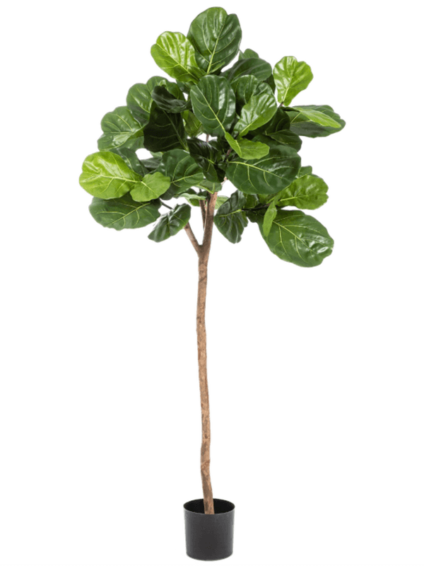 
                  
                    Ficus lyrata artificiel 200 cm — Flora World — référence 8FW33907N
                  
                