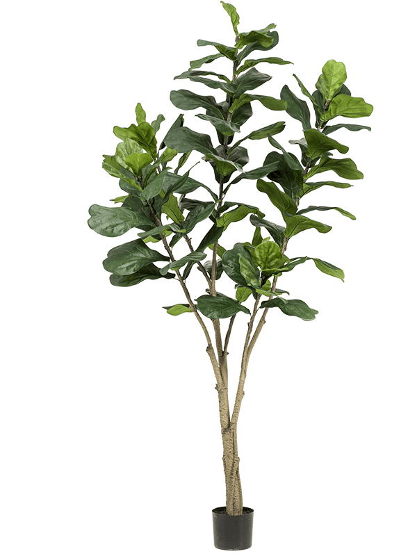 
                  
                    Ficus lyrata artificiel 210 cm — Emerald Eternal Green — référence 8EE423121
                  
                