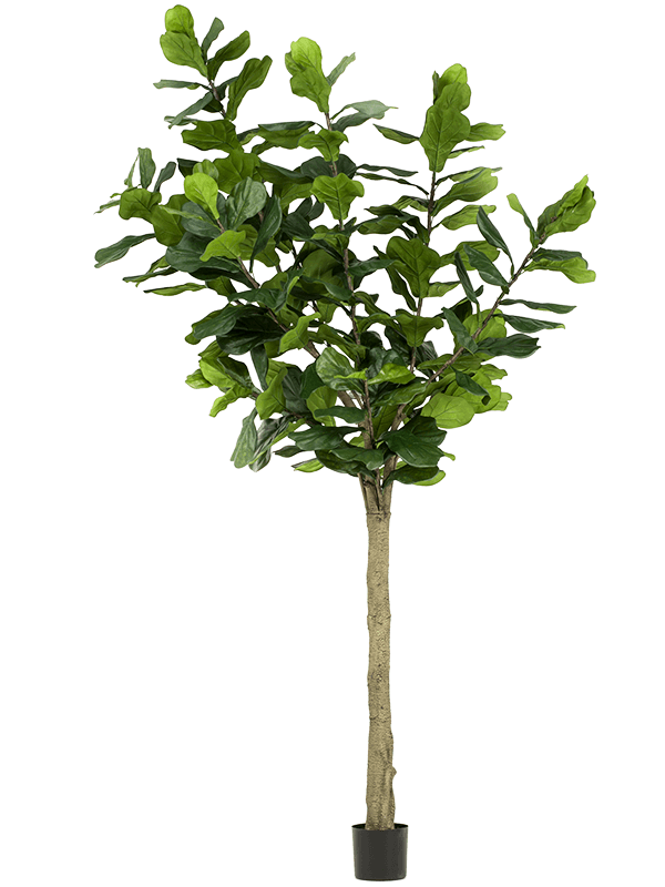 
                  
                    Ficus lyrata artificiel 300 cm — Emerald Eternal Green — référence 8EE423122
                  
                