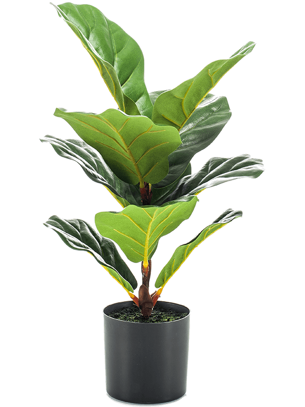 
                  
                    Ficus lyrata artificiel 55 cm — Emerald Eternal Green — référence 8EE427697
                  
                