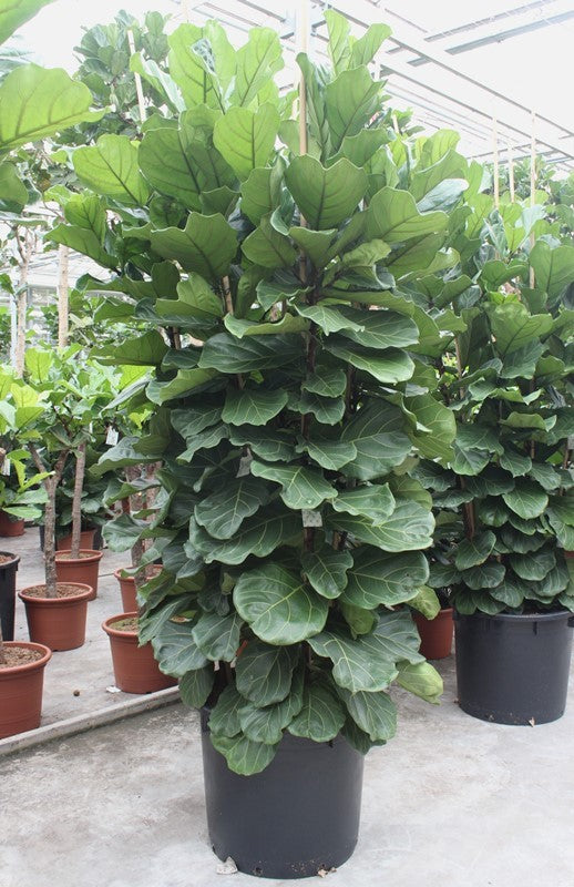 
                  
                    Ficus lyrata en touffe, hauteur 350 cm, pot de culture de 70 cm
                  
                