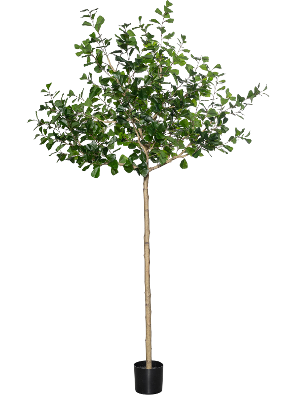 
                  
                    Ficus triangularis artificiel, 240 cm, vert, référence 8PPZ10315
                  
                