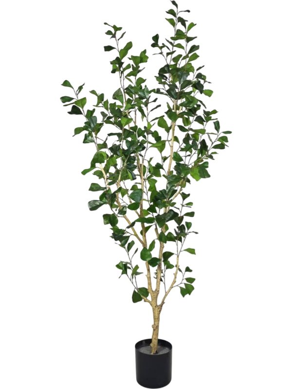 
                  
                    Ficus triangularis artificiel, 180 cm, vert, référence 8PPZ10316
                  
                