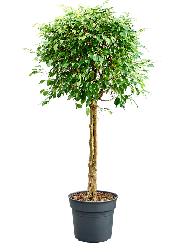 
                  
                    Ficus benjamina Exotica
                  
                