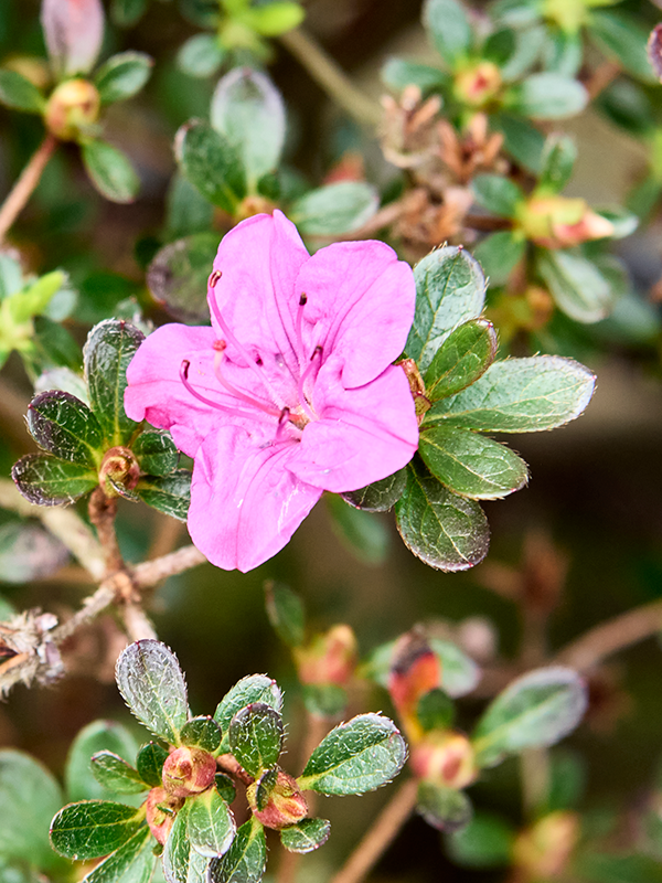 
                  
                    Azalea satsuki Fuji No Ka
                  
                