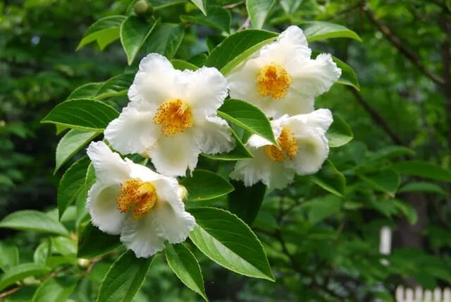 
                  
                    Stewartia monadelpha
                  
                