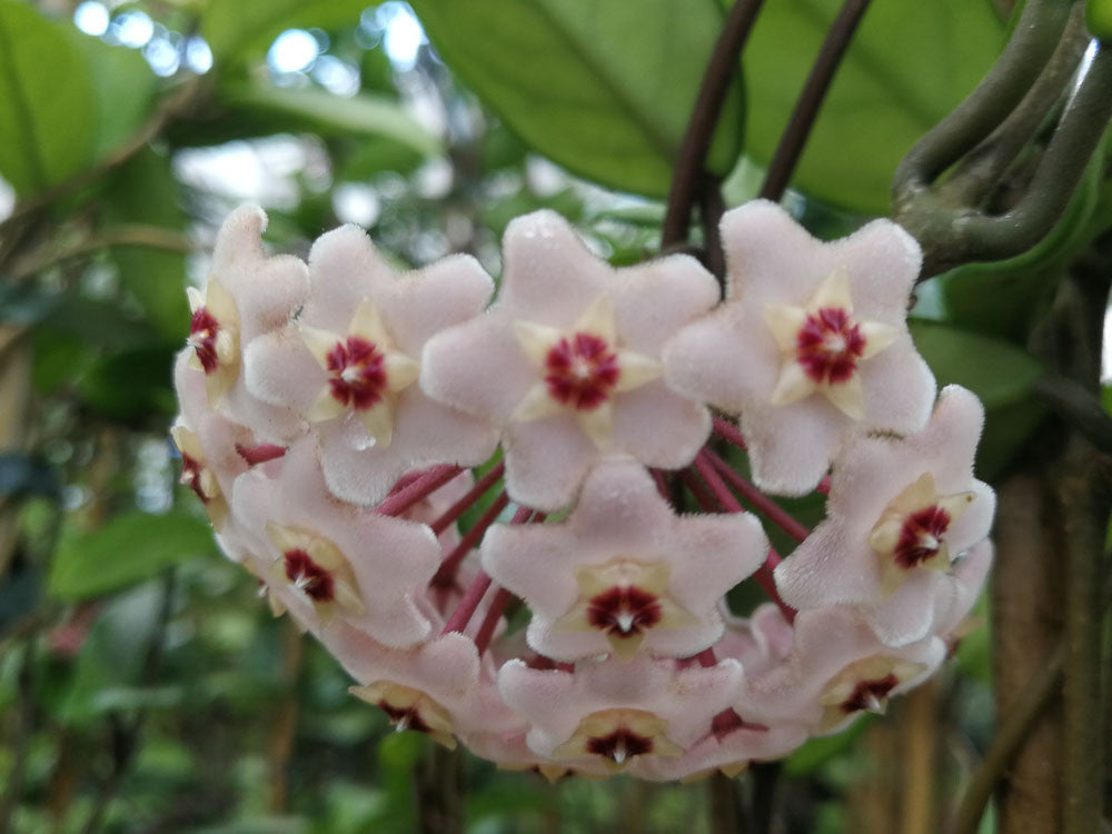 
                  
                    Hoya carnosa 'Tricolor'
                  
                