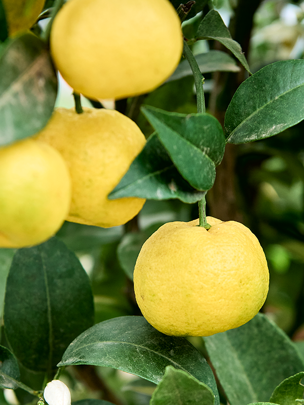
                  
                    Citrus limetta Pursha
                  
                