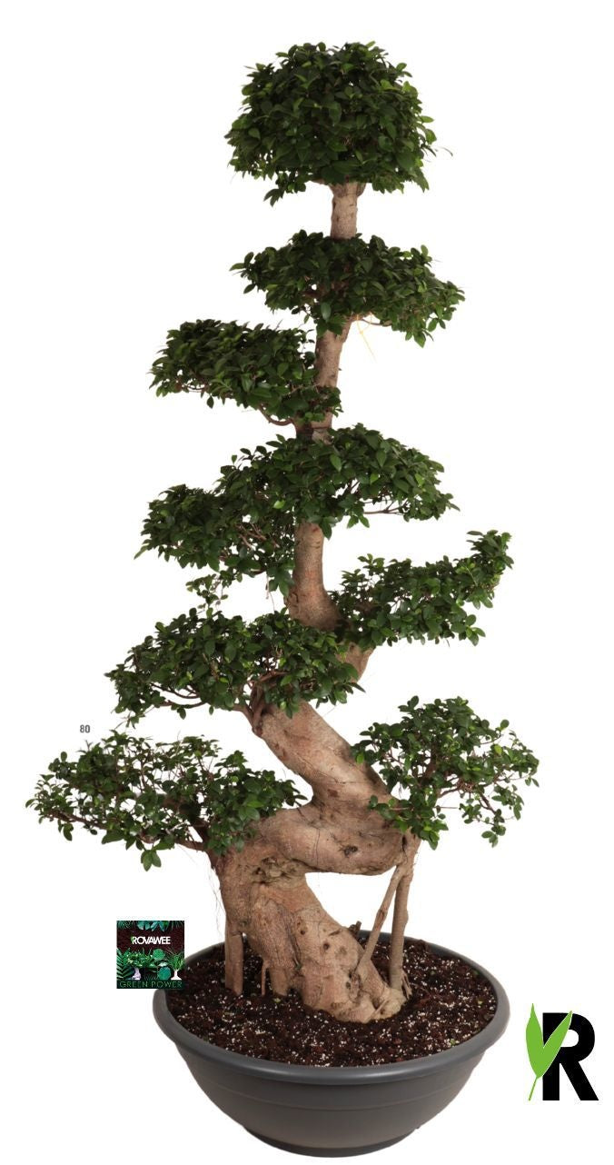 
                  
                    Ficus microcarpa Ginseng, hauteur 220 cm, pot de culture de 75 cm
                  
                