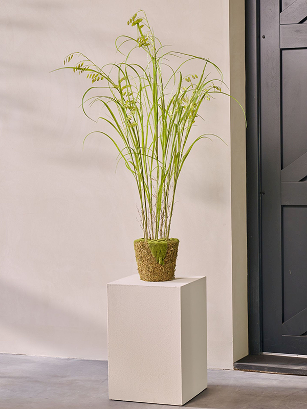 
                  
                    Graminée artificielle Silk-ka à épis verts en intérieur, socle de présentation non inclus
                  
                