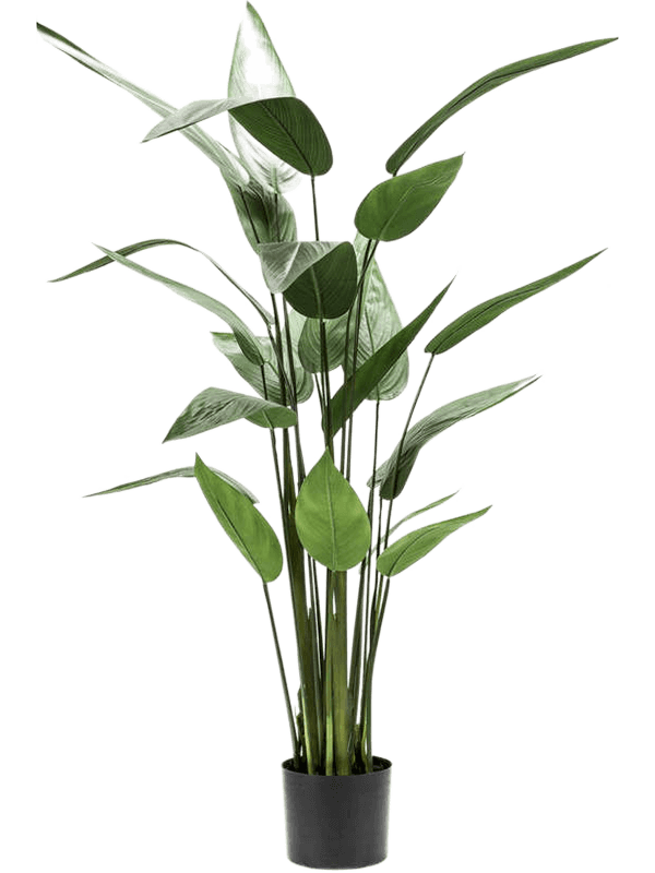 
                  
                    Heliconia Touffe artificiel, hauteur 125 cm, 22 feuilles vertes et fines tiges dressées dans un pot de base noir
                  
                