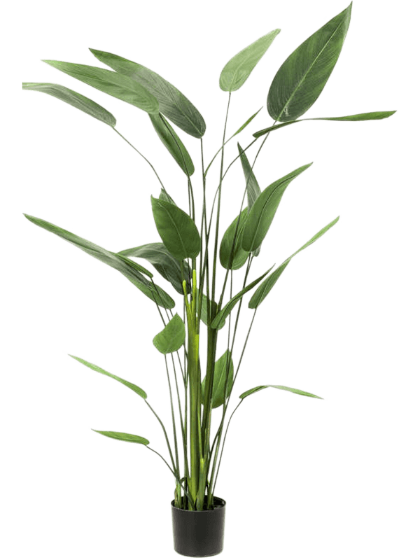 
                  
                    Heliconia Touffe artificiel, hauteur 175 cm, 26 feuilles vertes et fines tiges dressées dans un pot de base noir
                  
                