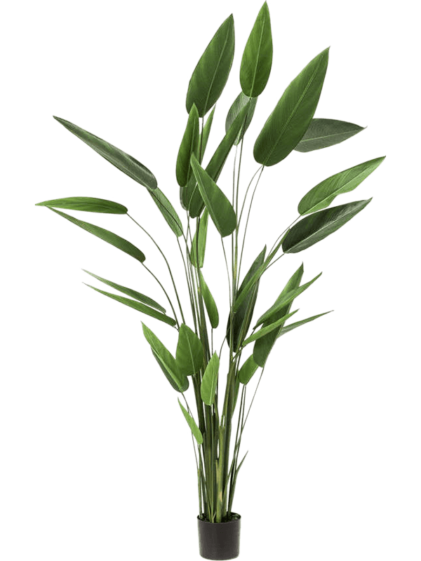 
                  
                    Heliconia Touffe artificiel, hauteur 220 cm, 32 feuilles vertes et fines tiges dressées dans un pot de base noir
                  
                