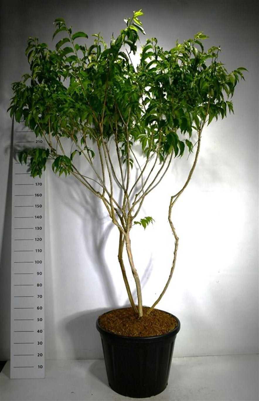 Heptacodium miconioides en pot, ramure dégagée et feuillage vert — référence F00006279