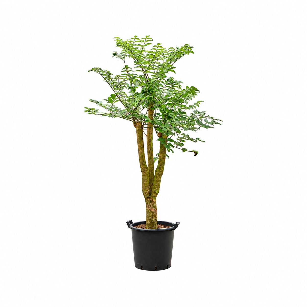 
                  
                    Heteropanax chinensis ramifié de 200 cm, largeur 100 cm, pot de culture 45 cm — photo sur fond blanc
                  
                