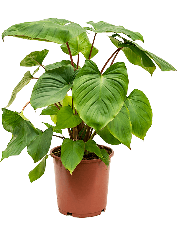 
                  
                    Homalomena rubescens Maggy — 75 cm, pot de culture Ø 24 cm
                  
                