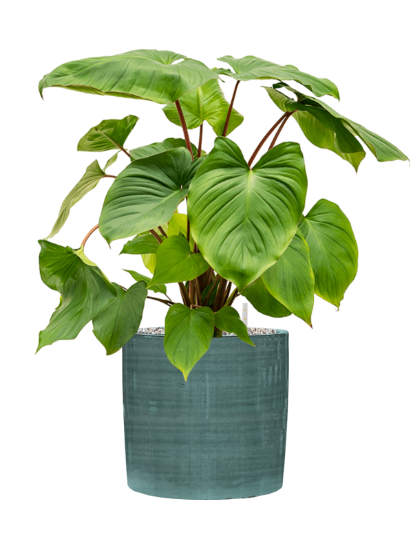 Homalomena rubescens Maggy en pot Plain Striped Aqua, composition prête à installer