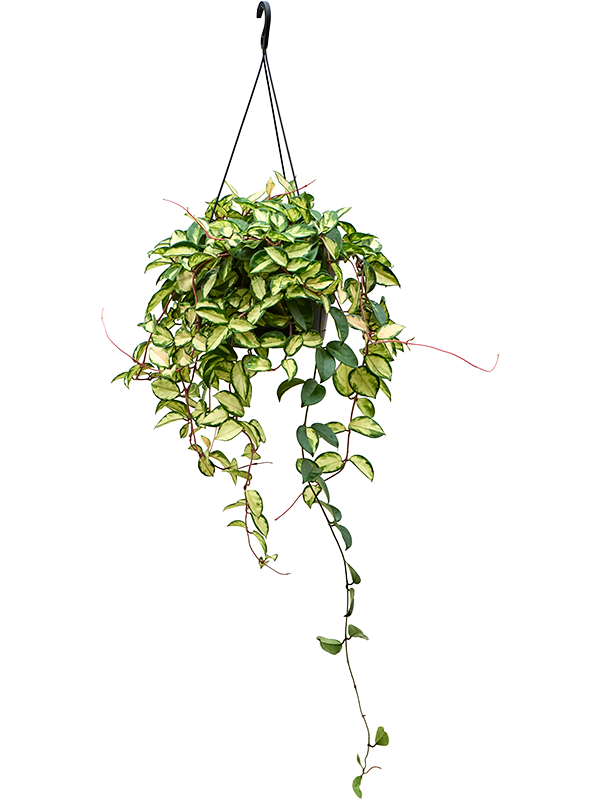 
                  
                    Hoya carnosa 'Tricolor'
                  
                
