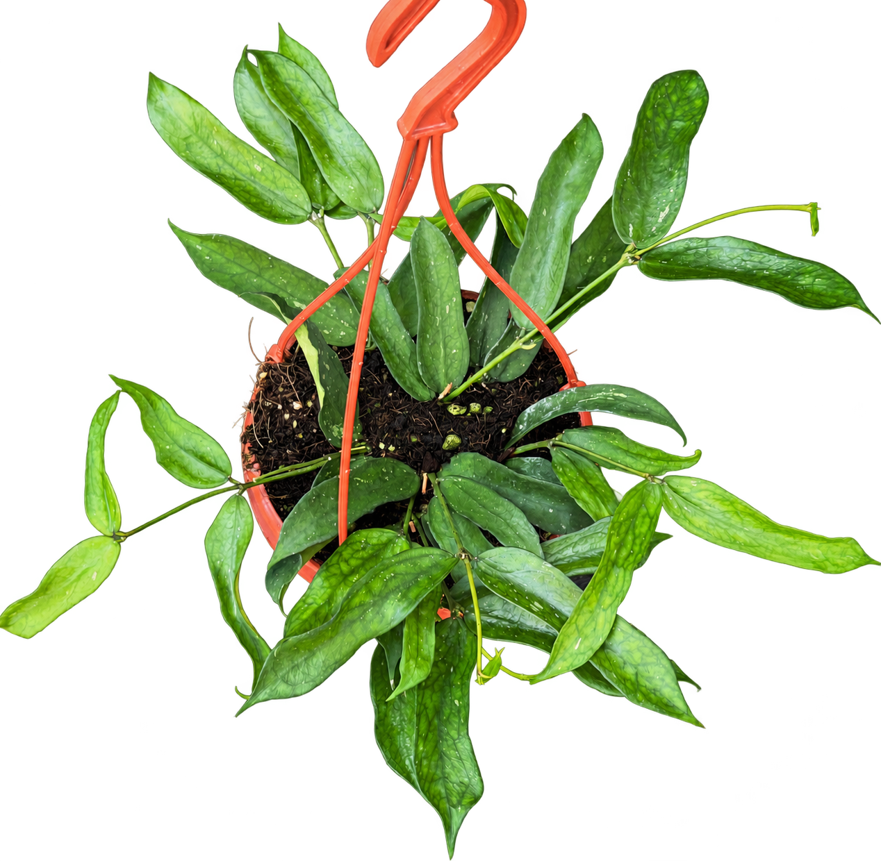 Hoya pandurata — 20 cm, pot Ø 14 cm — CPS-027