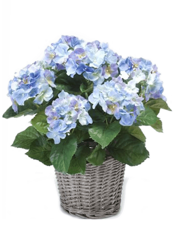 
                  
                    Hydrangea Buisson artificiel bleu, fleurs bleues nuancées et feuillage vert dans son pot décoratif
                  
                