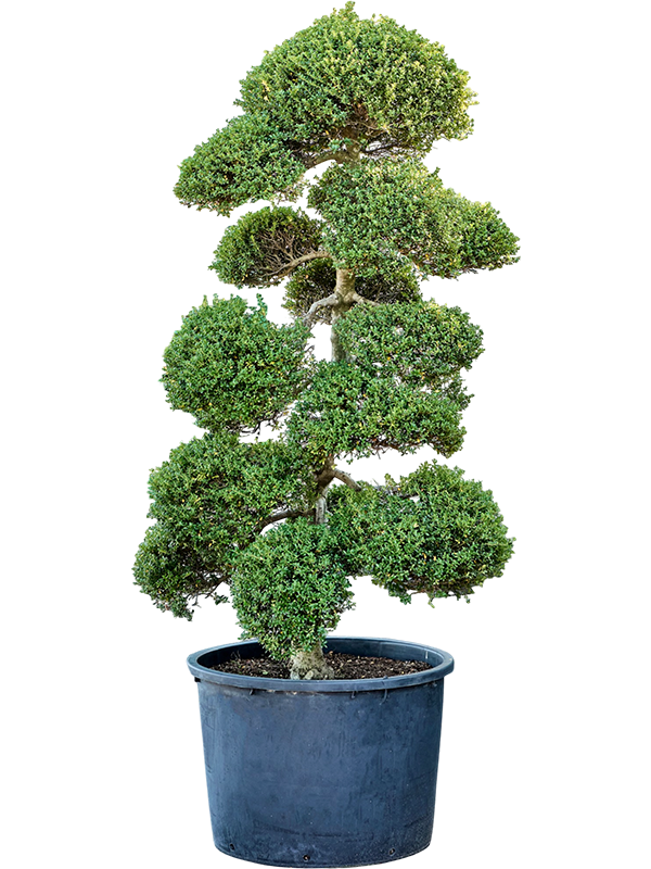 
                  
                    Ilex crenata Kinme — hauteur 220 cm, en pot de culture
                  
                