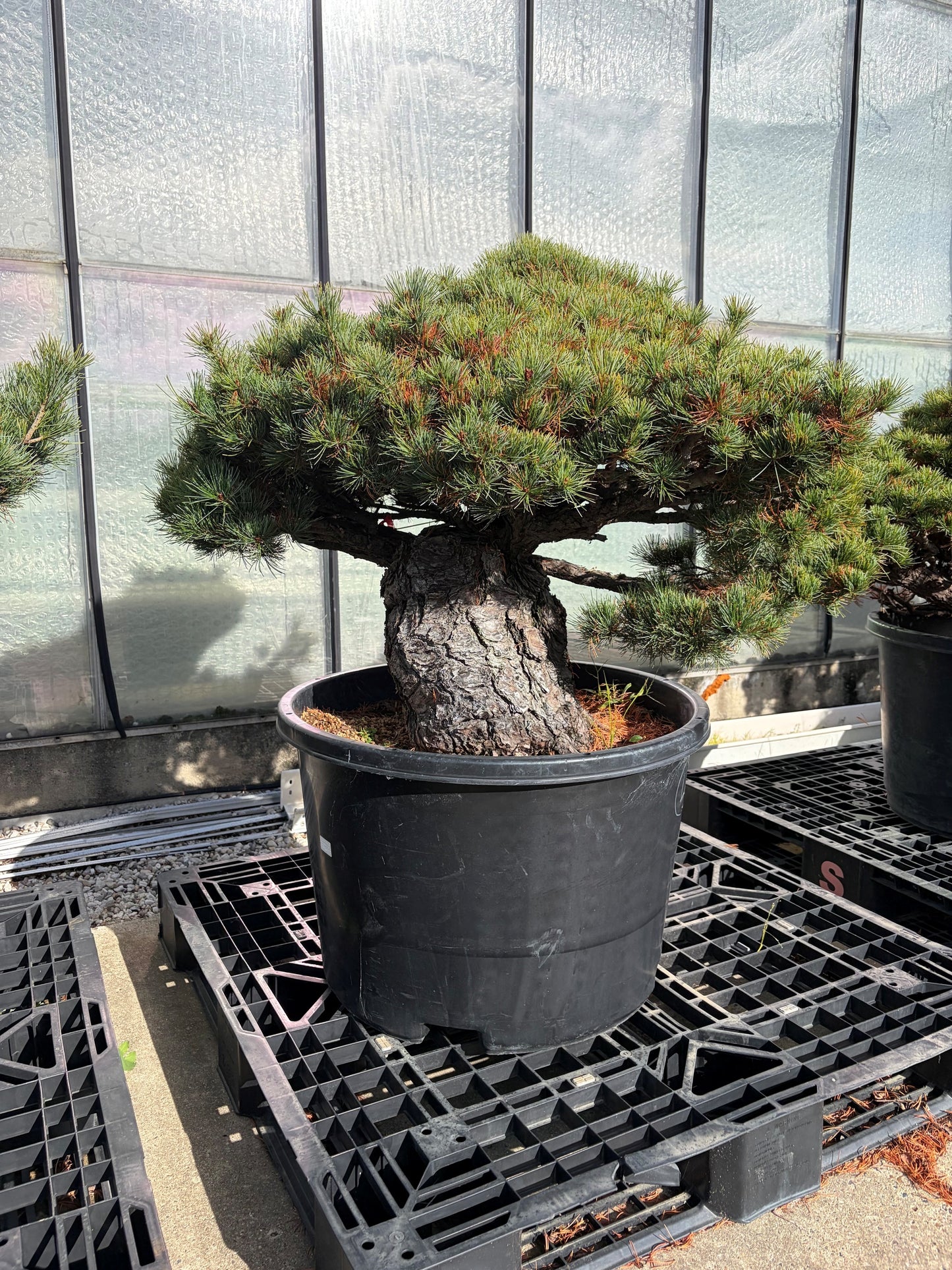 
                  
                    Pinus Parviflora Newaki
                  
                