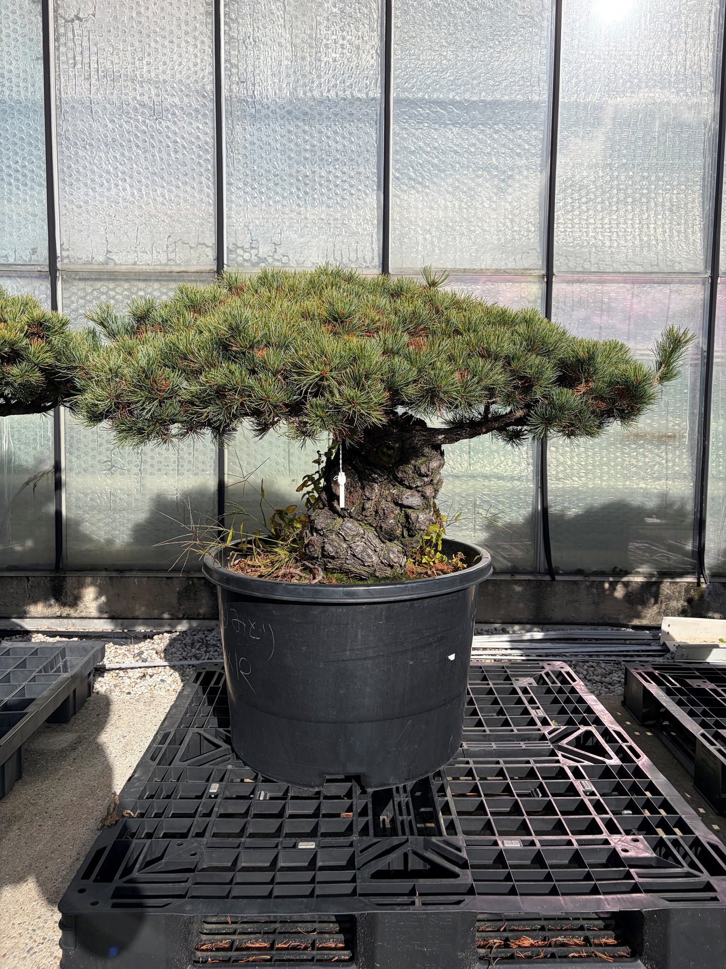 
                  
                    Pinus Parviflora Newaki
                  
                