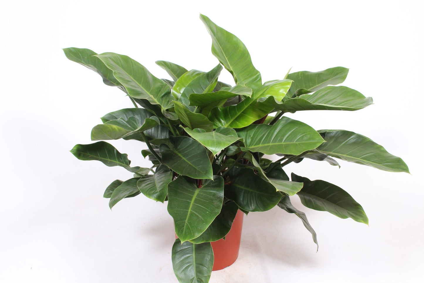 
                  
                    Philodendron Imperial Green, hauteur 110 cm, pot de culture de 34 cm
                  
                