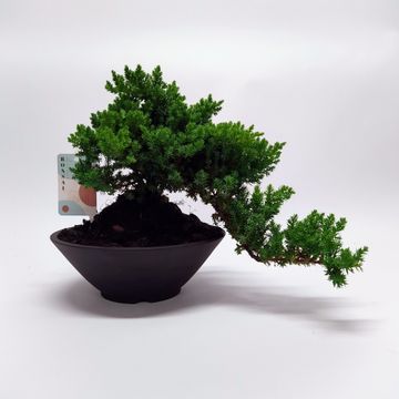 Bonsai Juniperus